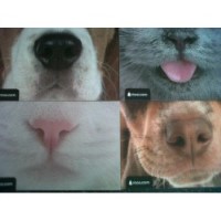 Mags' Mutts And Moggies Hebburn Tyne and Wear Logo 