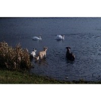 Wagtails Tamworth Staffordshire Logo 