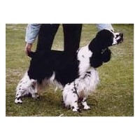 Hotdogs Grooming Salon Darvel East Ayrshire Logo 