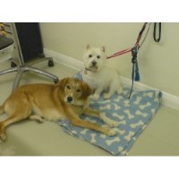 Kempshott Dog Grooming Basingstoke Hampshire Logo 