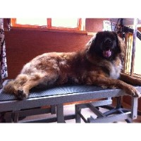 Bark N Bubbles Gloucester Gloucestershire Logo 