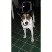 Pips Premier Pets Huddersfield West Yorkshire Logo 