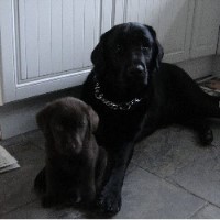 Waggy Tails Walks Latchingdon Essex Logo 