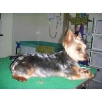 Barking Beautiful Dog Grooming Worcester Worcestershire Logo 