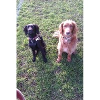 Waggles Walkabouts Bristol Avon Logo 