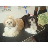 Mucky Mutz Small Breed Dog Groomer Liverpool Merseyside Logo 