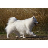 Four Paws Dog Grooming Sompting West Sussex Logo 