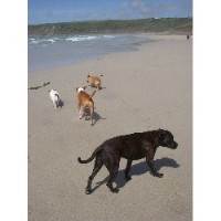 Dog~wise People Penzance Cornwall Logo 