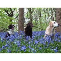 Hound Advice Chippenham Wiltshire Logo 