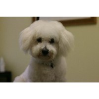 Top Tails Warwick Warwickshire Logo 