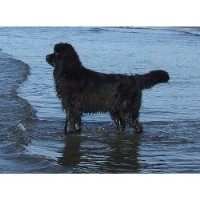 Just For Dogs Maybole South Ayrshire Logo 