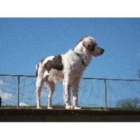 Four Paws Groom School Northwich Cheshire Logo 