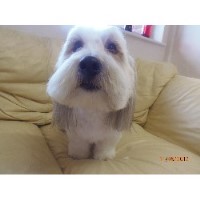 Paws Grooming Parlour King`s Lynn Norfolk Logo 