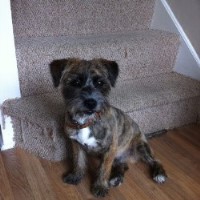 H A Dog Grooming Heathfield East Sussex Logo 