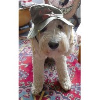 K9 Carers Worthing West Sussex Logo 