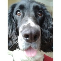 Charlies Dog Walking Gosport Hampshire Logo 