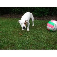 Walkandwatch Newcastle Upon Tyne Tyne and Wear Logo 