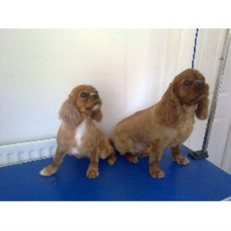 Mucky Pups Dog Grooming