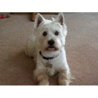 Dog Walking Quarry Brae, Brightons Falkirk Logo 