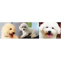 Tip Top Dog Grooming Swindon Wiltshire Logo 