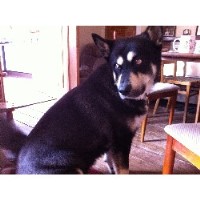 Hill's Hotel 4 Hounds Teignmouth Devon Logo 