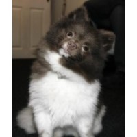 Barking Glamorous Ware Hertfordshire Logo 