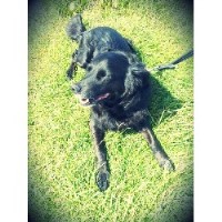 Whitburn Whiskers Sunderland Tyne and Wear Logo 