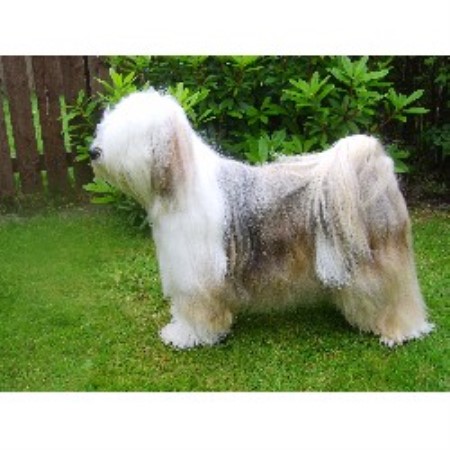 Karamyst Dog Grooming