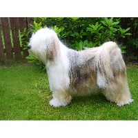 Karamyst Dog Grooming Lesmahagow Lanarkshire Logo 