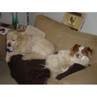 Jogs 4 Dogs Cambridge Cambridgeshire Logo 