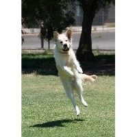 The Animal Whisperer Cockington Devon Logo 