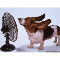 Lord Snooty Barton Under Needwood, Burton On Trent Staffordshire Logo 