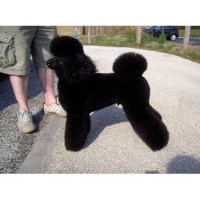 The Grooming Centre Hartlepool Durham Logo 