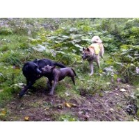 Huskita Pet & Home Services Manchester Lancashire Logo 