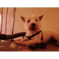 Ems Mobile Dog Grooming Lowestoft Lowestoft Suffolk Logo 