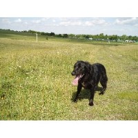 The Pet Company Royston Hertfordshire Logo 