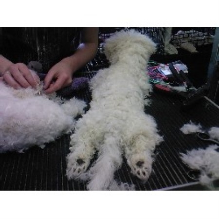 A Cut Above Dog Grooming