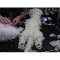 A Cut Above Dog Grooming Liskeard Cornwall Logo 