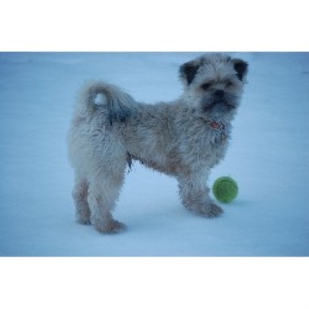 Edinburgh Dog Walkers