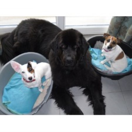 Hill Farm And Orchard Doggy Day Care