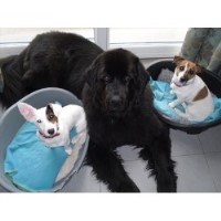 Hill Farm And Orchard Doggy Day Care Slapton, Leighton Buzzzard Buckinghamshire Logo 