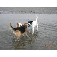 Jackie's Happy Hounds Newmains Lanarkshire Logo 