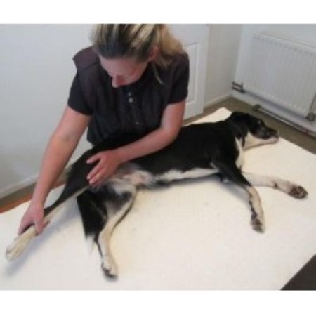 Dog Grooming Near Horsham Dog Grooming Near Horsham