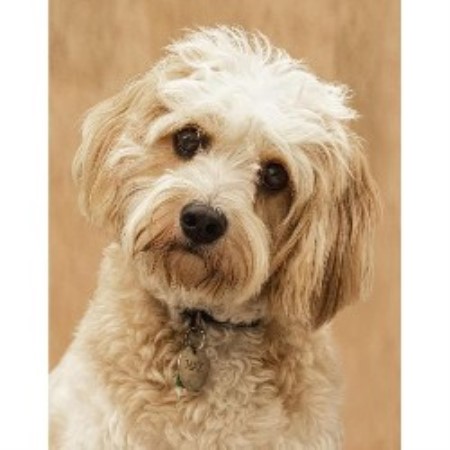 A Jolly Old Walk Dog Walking Service