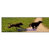 Trails For Tails Guildford Surrey Logo 