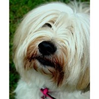 Paws And Tiaras Pet Grooming Canterbury Kent Logo 