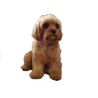 The Doggie Spa Goffs Oak Hertfordshire Logo 