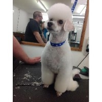 Fido Sassoon Canine Beauticians & School Of Grooming Chudleigh. Nr Newton Abbot Devon Logo 