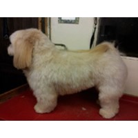 The Dog Shed Dereham Norfolk Logo 