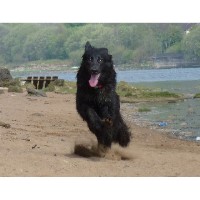 Bishopton Dog Walking Services Bishopton Renfrewshire Logo 